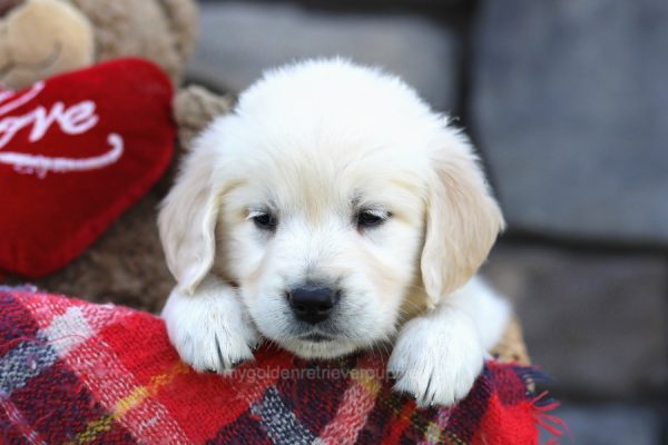 Image of Anne, a Golden Retriever puppy