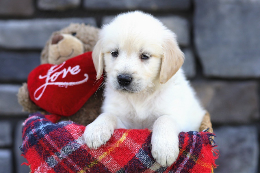 Adam - My Golden Retriever Puppies