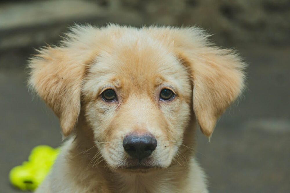 Close-up of a Cute Golden Retriever Puppy