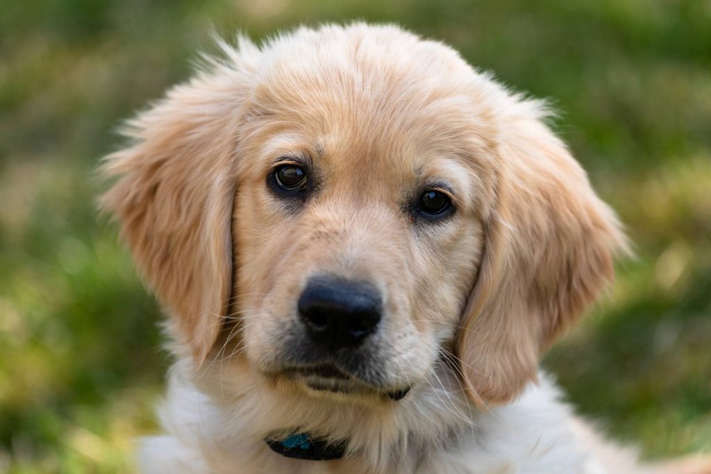Golden Retriever: Dog Breed Characteristics & Care
