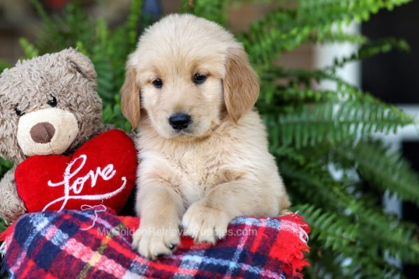 Image of Lilac, a Golden Retriever puppy