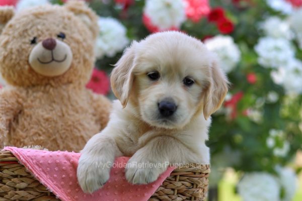 Image of Nala, a Golden Retriever puppy