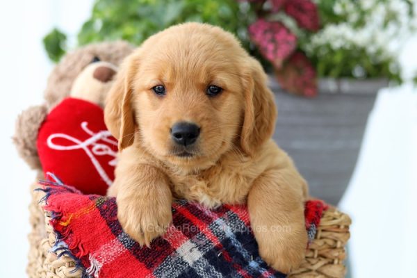 Image of Pablo, a Golden Retriever puppy