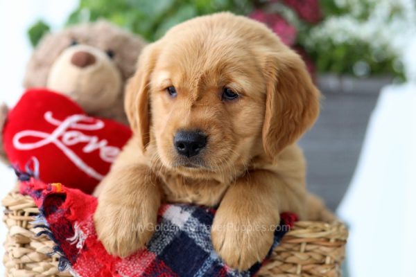 Image of Payton, a Golden Retriever puppy