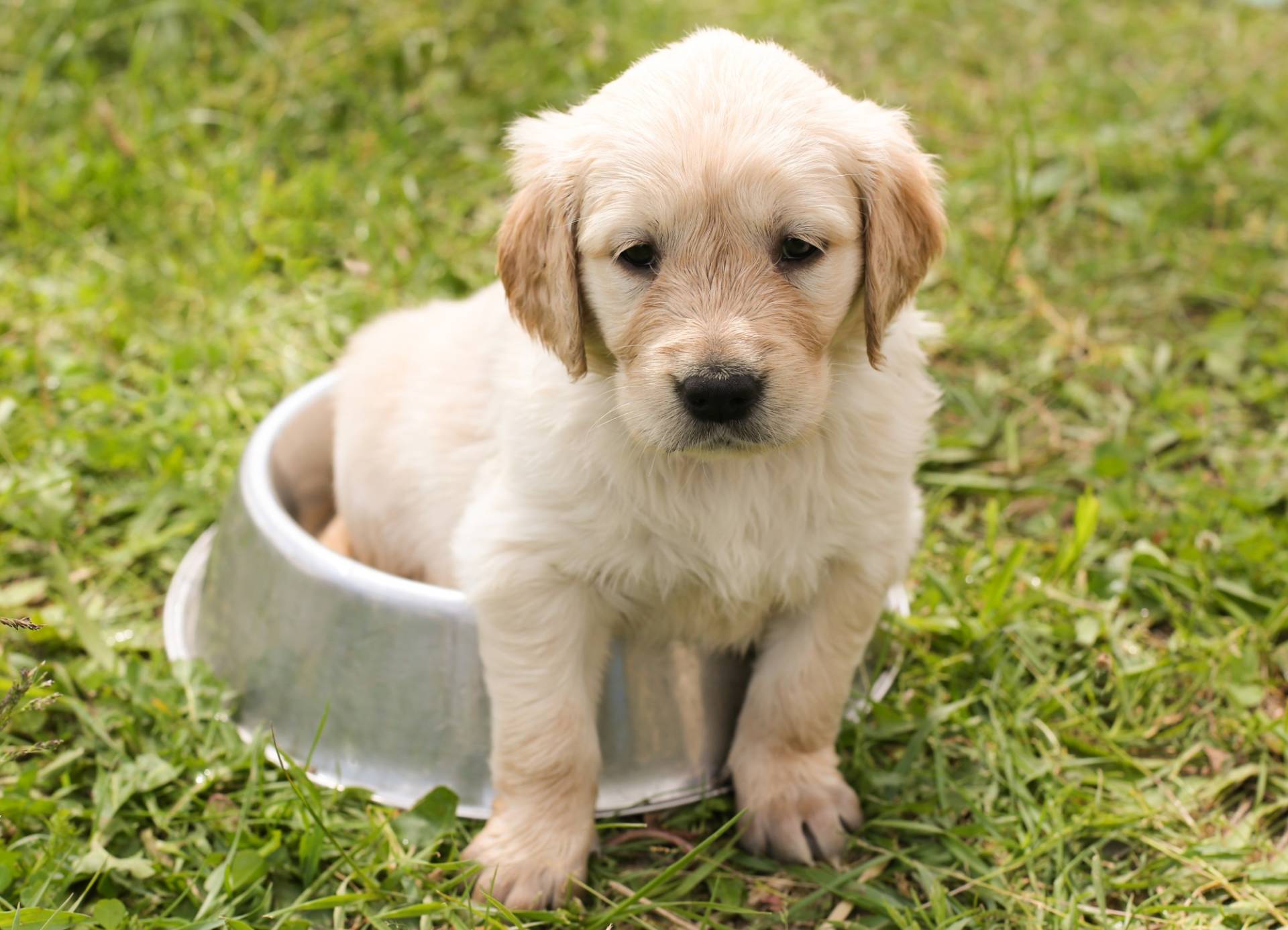 Golden Retriever: Dog Breed Characteristics & Care