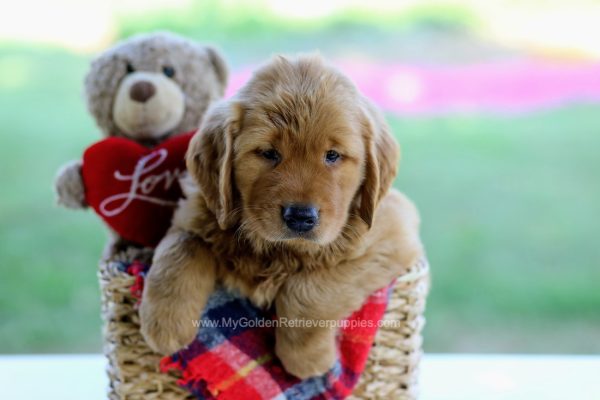 Image of Arnold, a Golden Retriever puppy