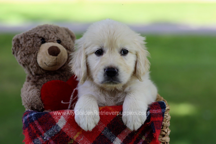 Golden Retriever Puppies For Sale From Ohio (Available Near You!)