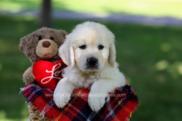 Image of Bones, a Golden Retriever puppy