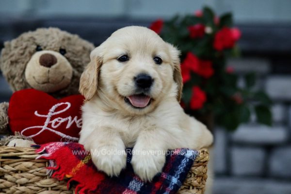 Image of Caramel, a Golden Retriever puppy