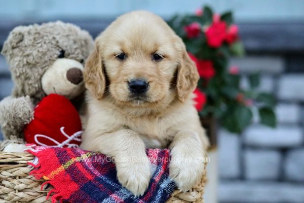 Image of Cody, a Golden Retriever puppy