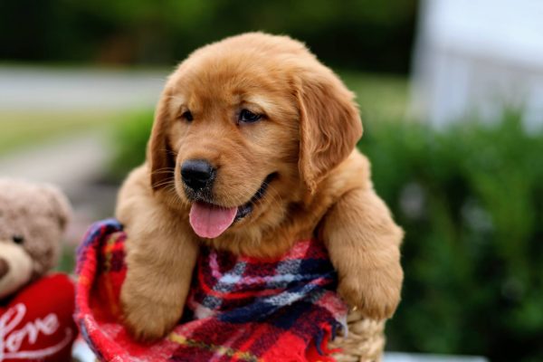 Image of Ronald, a Golden Retriever puppy