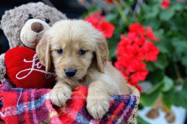 Image of Spencer, a Golden Retriever puppy