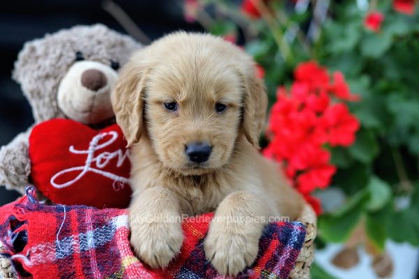 Image of Stanley, a Golden Retriever puppy