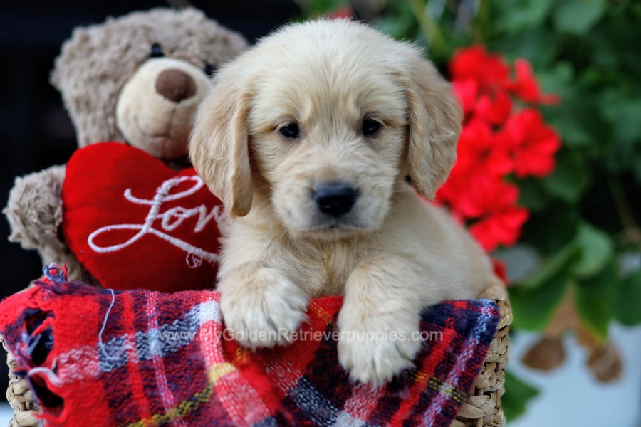 Golden Retriever Puppies For Sale From Ohio (Available Near You!)