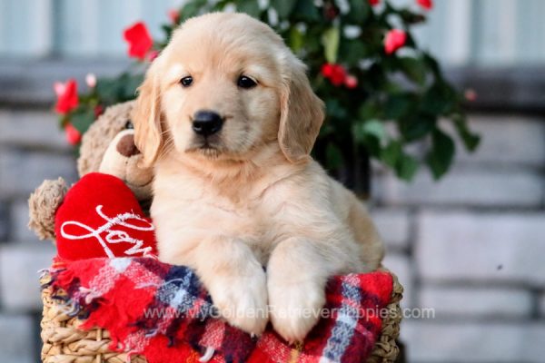 Image of Lisa, a Golden Retriever puppy