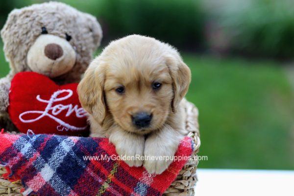 Image of Tucker, a Golden Retriever puppy