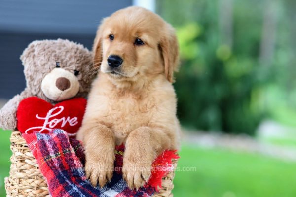 Image of Buster, a Golden Retriever puppy