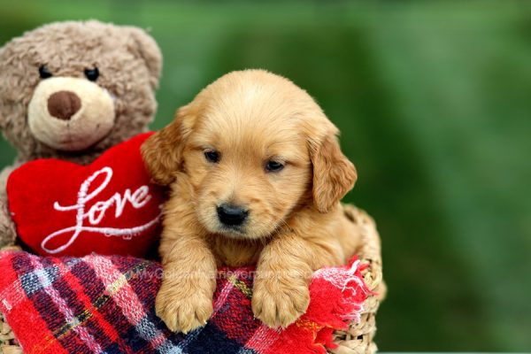 Image of Chad, a Golden Retriever puppy