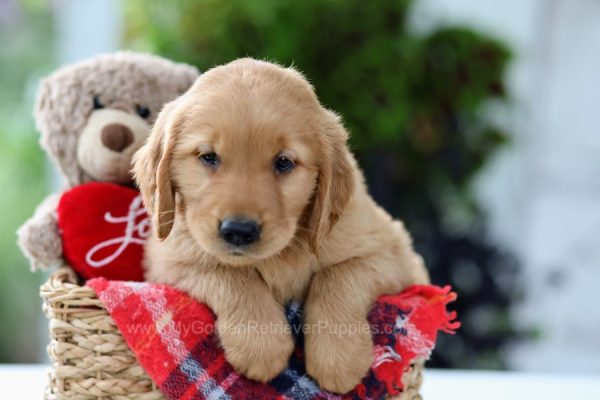 Image of Chase, a Golden Retriever puppy