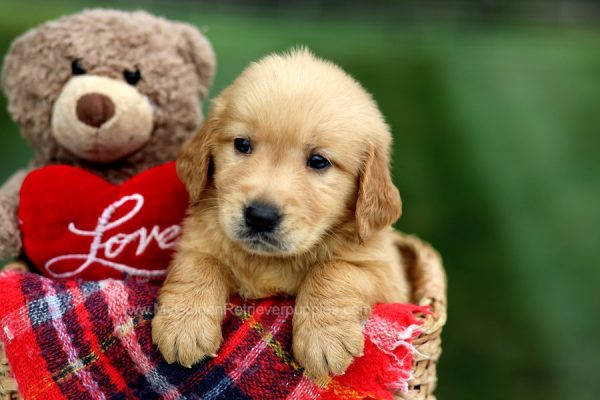 Image of Cody, a Golden Retriever puppy