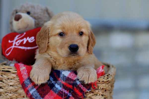 Image of Gilbert, a Golden Retriever puppy