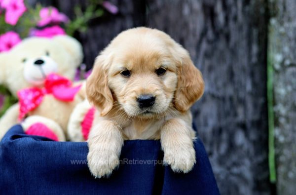 Image of Mira, a Golden Retriever puppy