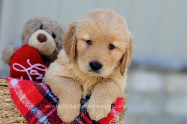 Image of Orion, a Golden Retriever puppy