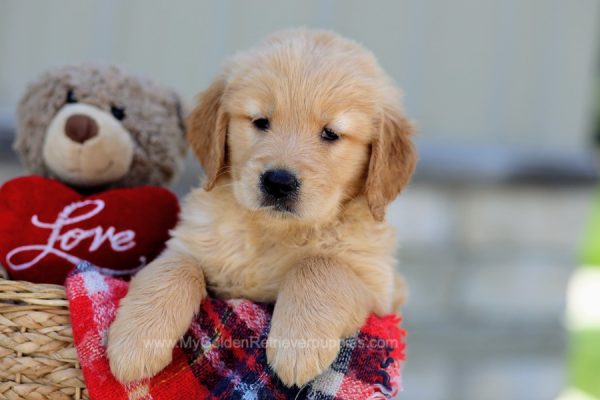 Image of Owen, a Golden Retriever puppy