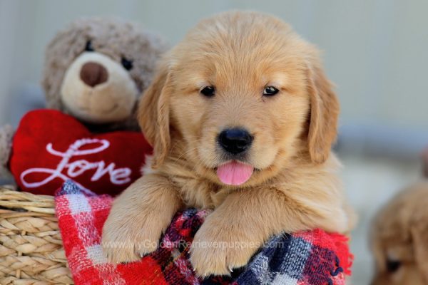 Image of Ozzie, a Golden Retriever puppy