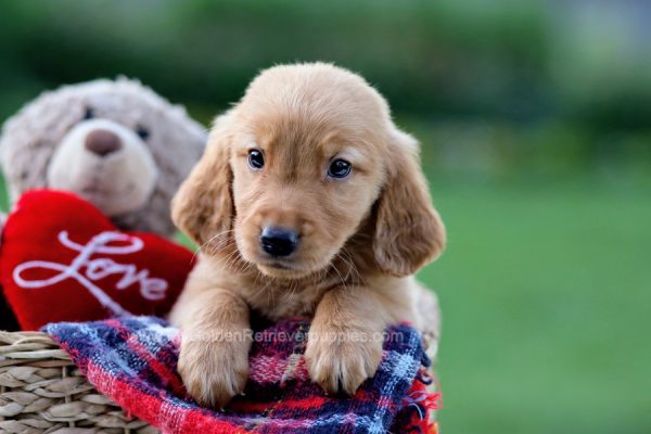 Image of Tigger, a Golden Retriever puppy