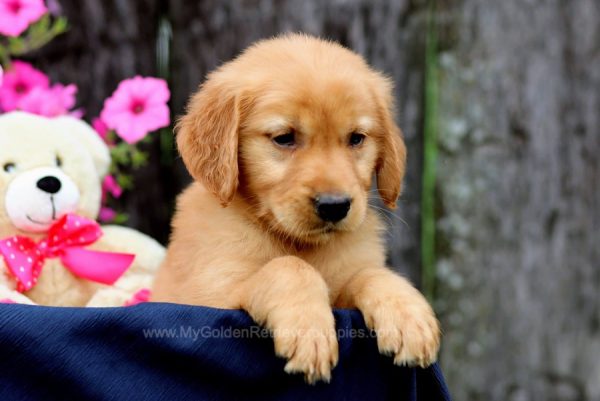 Image of Watson, a Golden Retriever puppy