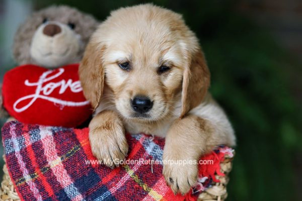 Image of Betsy, a Golden Retriever puppy