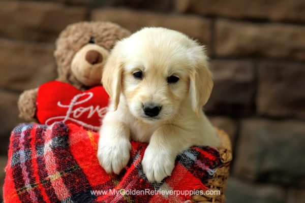 Image of Cinnamon, a Golden Retriever puppy