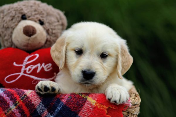 Image of Finch, a Golden Retriever puppy