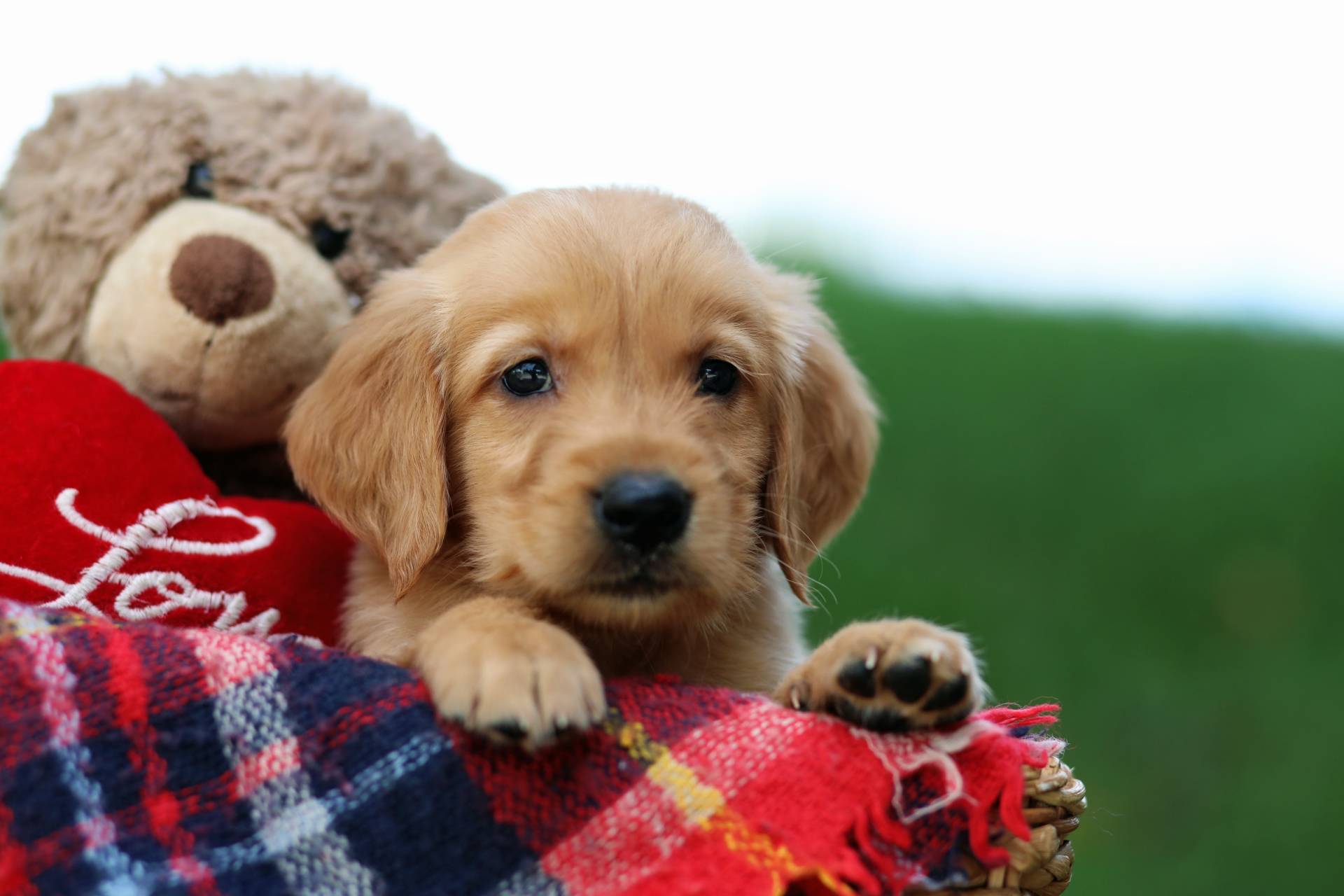 Golden Retriever Puppies For Sale From Ohio (Available Near You!)