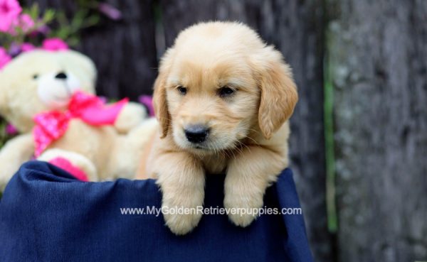 Image of Moose, a Golden Retriever puppy