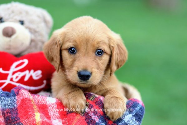 Image of Nancy, a Golden Retriever puppy