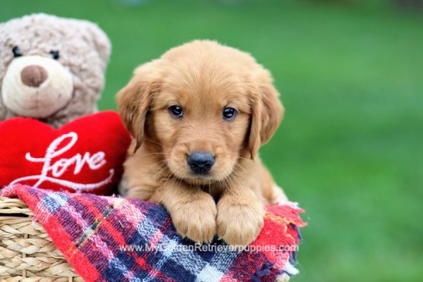 Image of Nike, a Golden Retriever puppy