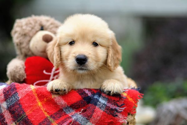 Image of Pablo, a Golden Retriever puppy