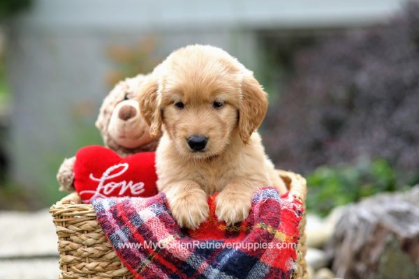 Image of Paris, a Golden Retriever puppy