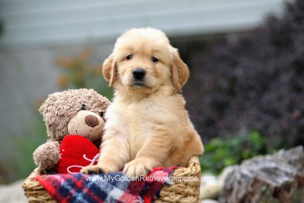 Image of Prince, a Golden Retriever puppy