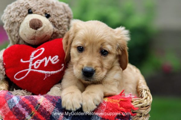 Image of Sailor, a Golden Retriever puppy