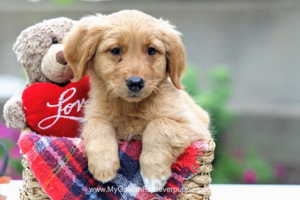 Image of Treck, a Golden Retriever puppy