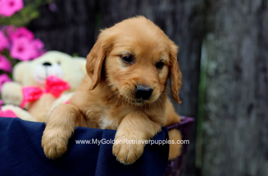 Golden Retriever Puppies For Sale From Ohio (Available Near You!)