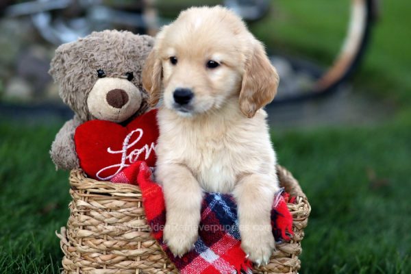 Image of Forest, a Golden Retriever puppy