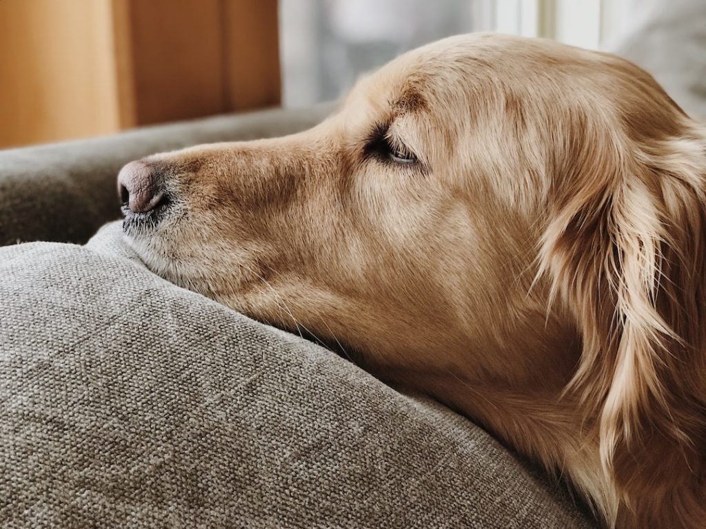 How to Clean Your Golden Retriever's Ears (In Just 6 Easy Steps)