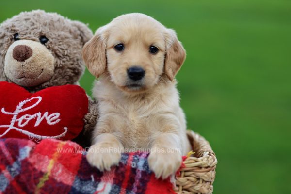 Image of Lily, a Golden Retriever puppy