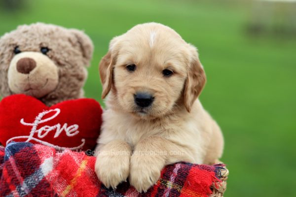 Image of Loren, a Golden Retriever puppy