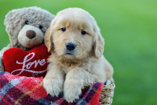 Image of Rico, a Golden Retriever puppy