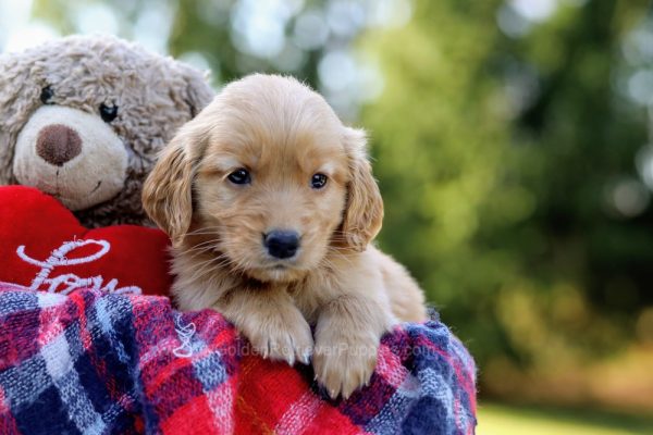 Image of Callie, a Golden Retriever puppy